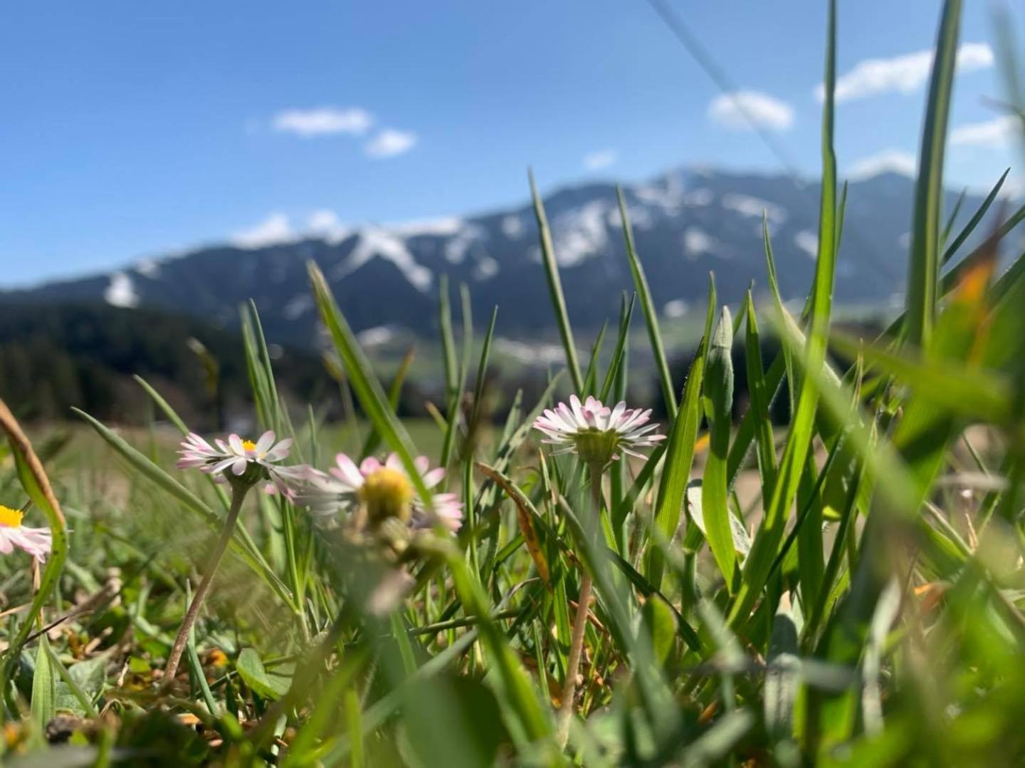 Appartement Alpenhof Wildschoenau Niederau Eksteriør billede